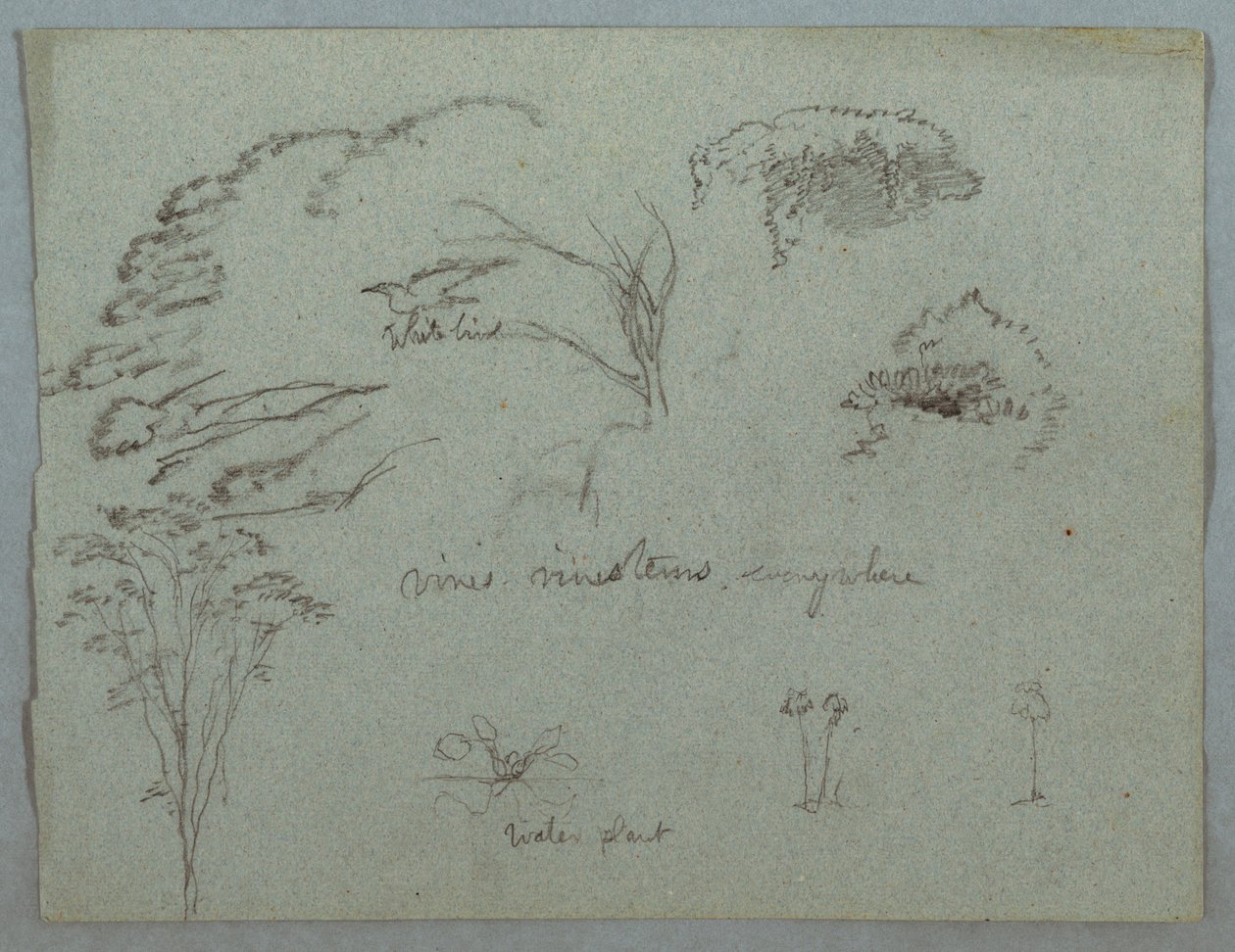 Tekening, Studies van de Rio Magdalena, Colombia:  Boomtoppen, vliegende witte vogel, wijnranken en drie bloeiende planten, 1853, waarschijnlijk mei door Frederic Edwin Church