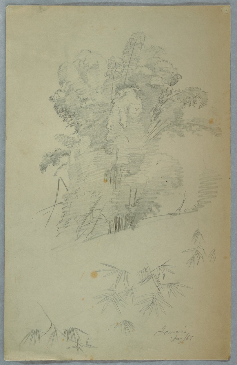 Tekening, Studies van bomen en takken, Jamaica, augustus 1865 door Frederic Edwin Church