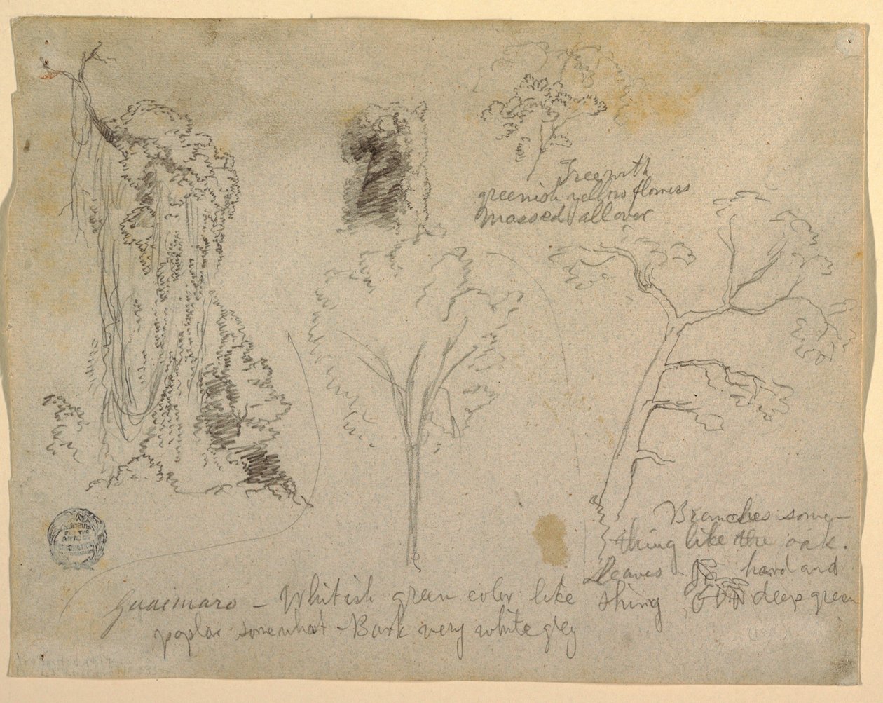 Tekening, Studies van bomen en planten gezien vanaf de Rio Magdalena, Colombia, 1853 door Frederic Edwin Church