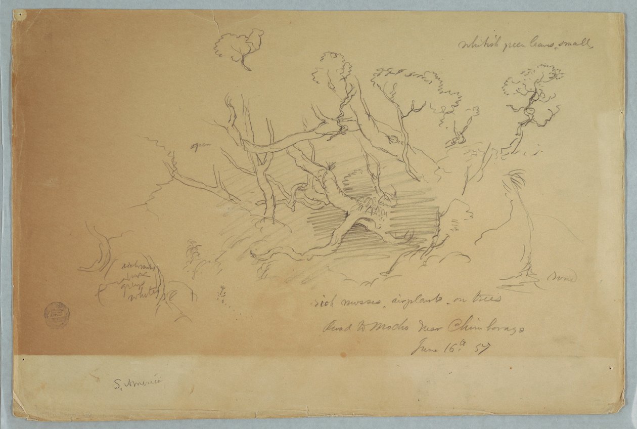 Tekening, Studies van bomen en rotsen, Weg naar Mocho bij Chimborazo, Ecuador, 16 juni 1857 door Frederic Edwin Church