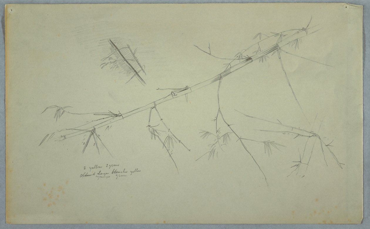 Tekening, Studie van bamboe, Jamaica, mei-augustus 1865 door Frederic Edwin Church