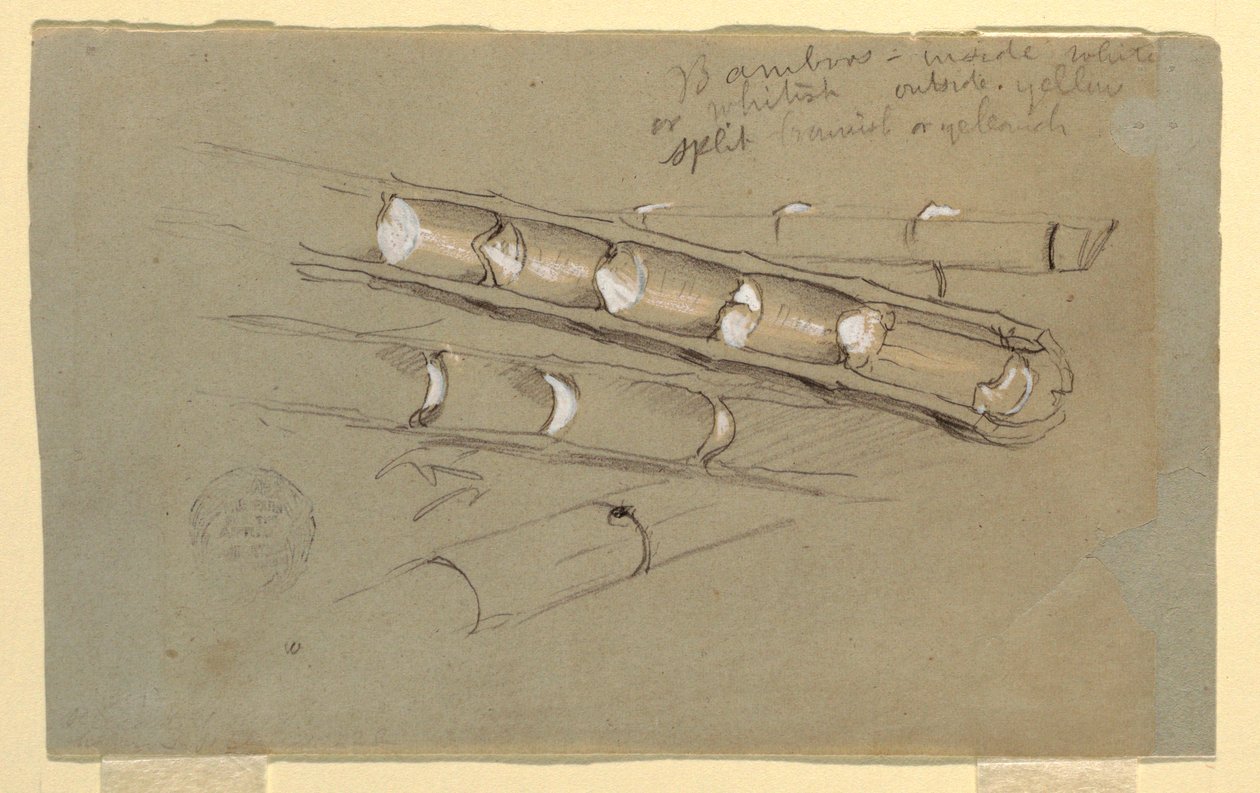 Tekening, Studie van bamboe, juni 1857 door Frederic Edwin Church