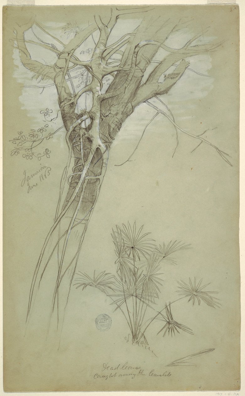 Tekening, Studie van boomstam, parasiet en palmplant, Jamaica, juni 1865 door Frederic Edwin Church