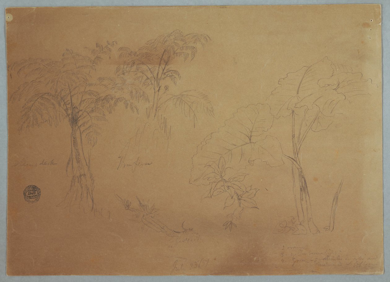Tekening, Studie van twee bomen en drie planten, bij Jorje, Ecuador, 23 juli 1857 door Frederic Edwin Church