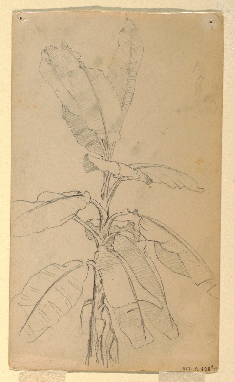 Tekening, Studie van een Langbladige Pl, mei en juni 1857 door Frederic Edwin Church