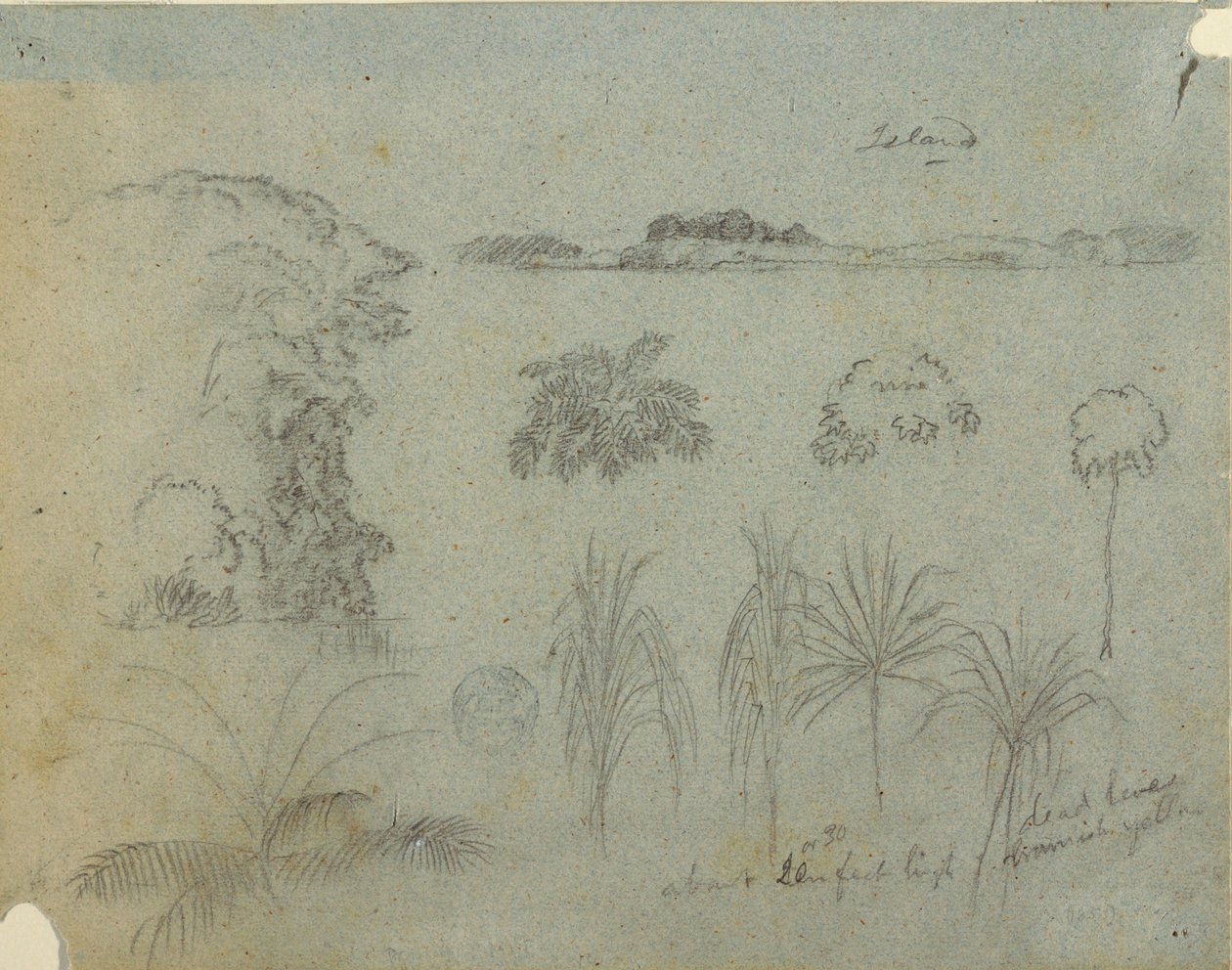 Tekening, Studie met boomtoppen, bomen, vijf ontwerpen van planten en een eiland in de verte, ca. 1852-53 door Frederic Edwin Church