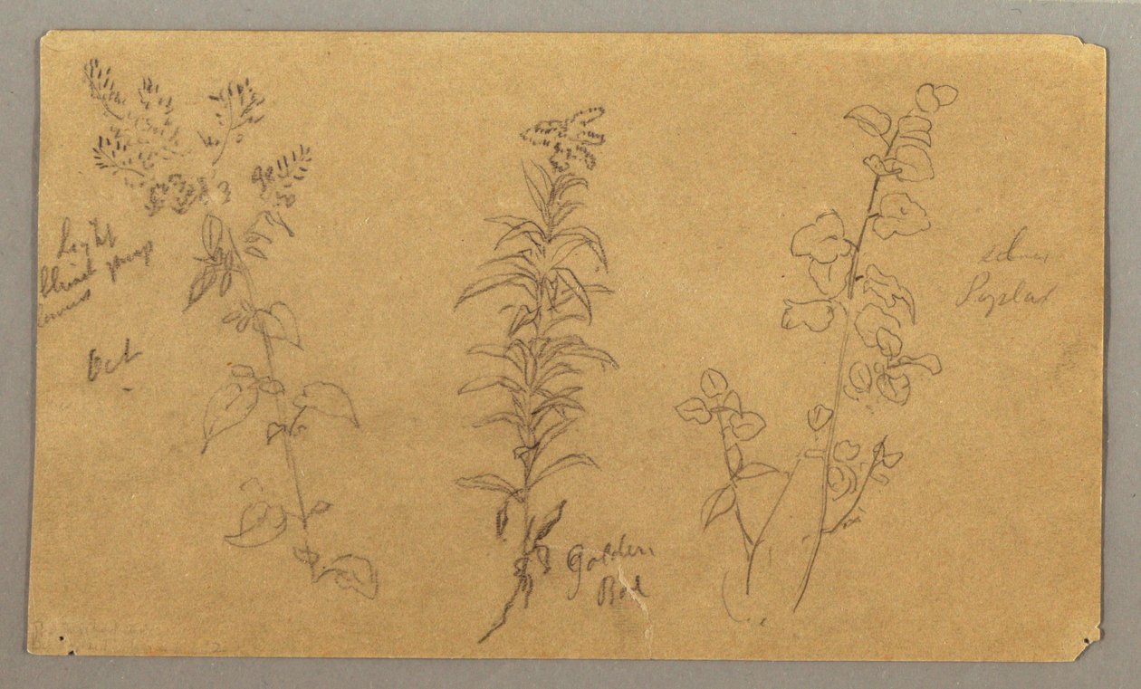 Tekening, Drie plantenstudies, oktober 1865 door Frederic Edwin Church