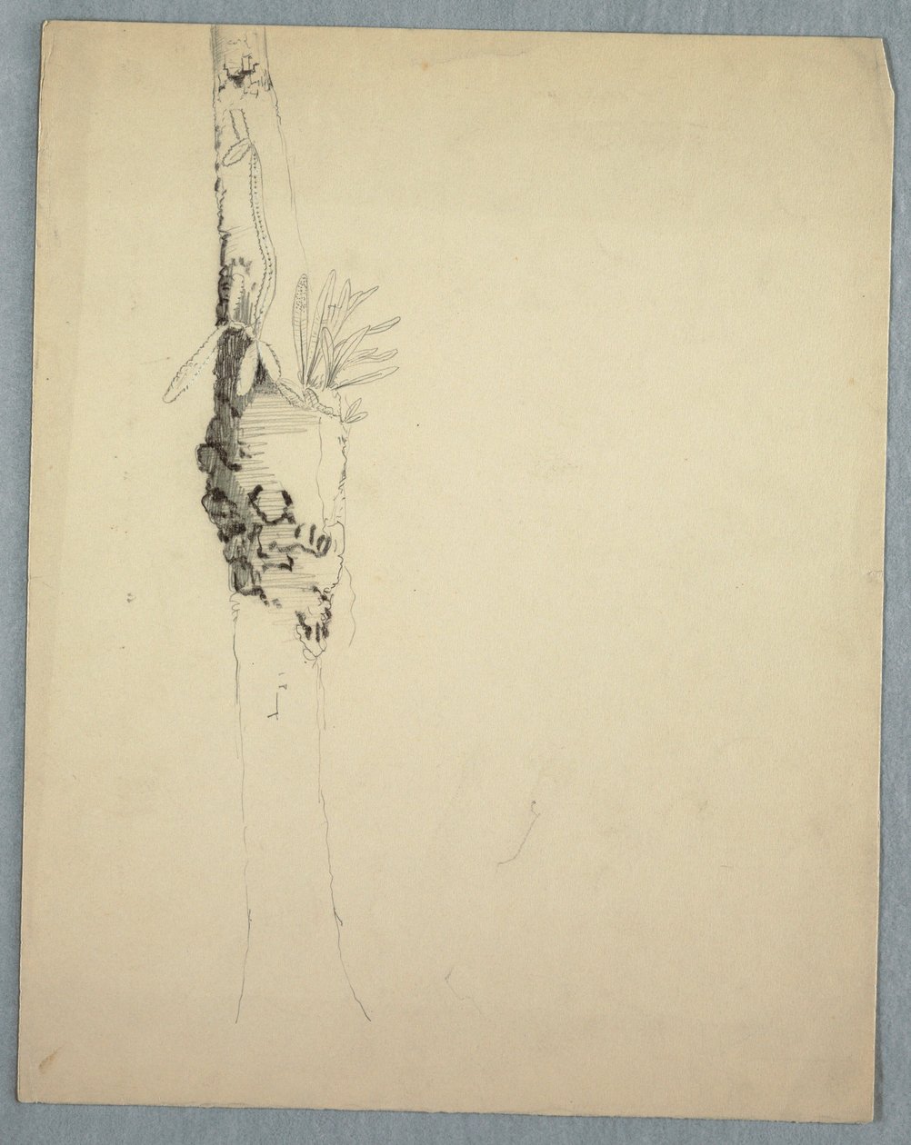 Tekening, boomstam met parasitaire planten, Jamaica, mei-augustus 1865 door Frederic Edwin Church