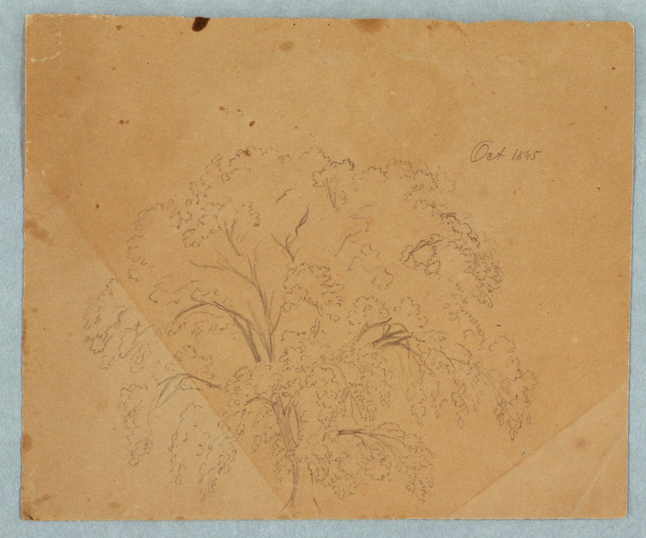 Tekening, Boom; Verso: Gezicht op een kerk, twee Engelse vrouwen van 1636, studie van een paard, oktober 1845 door Frederic Edwin Church