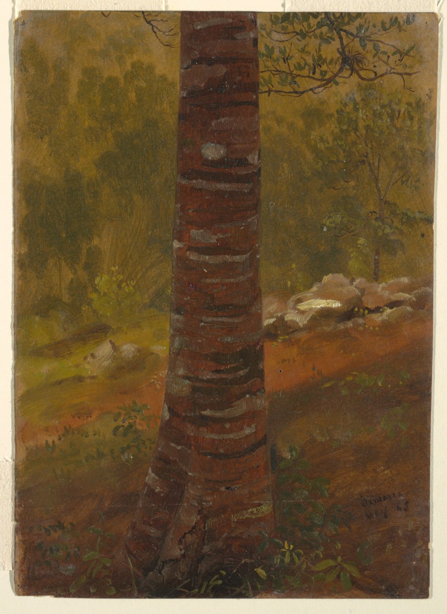 Tekening, Boomstam, mei 1865 door Frederic Edwin Church