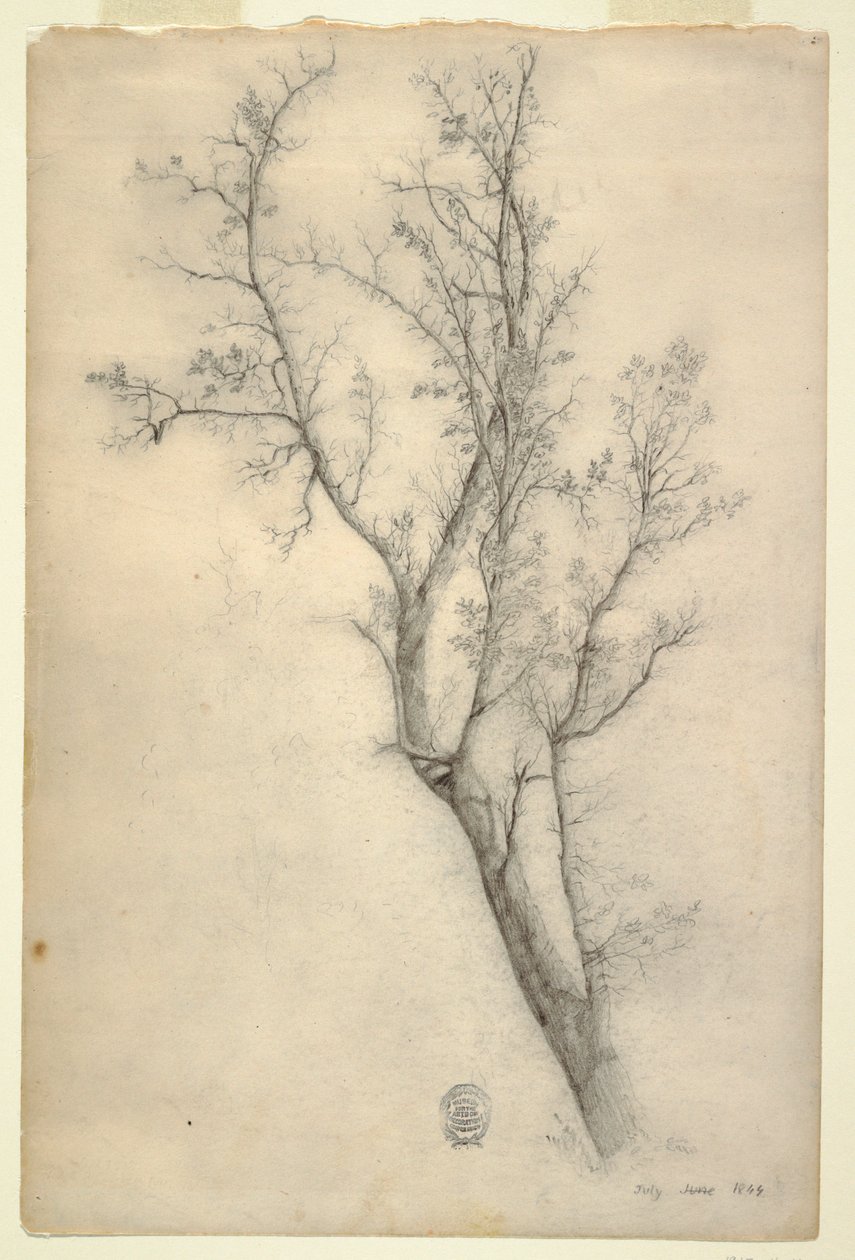 Tekening, Boom met vele takken, juli 1844 door Frederic Edwin Church