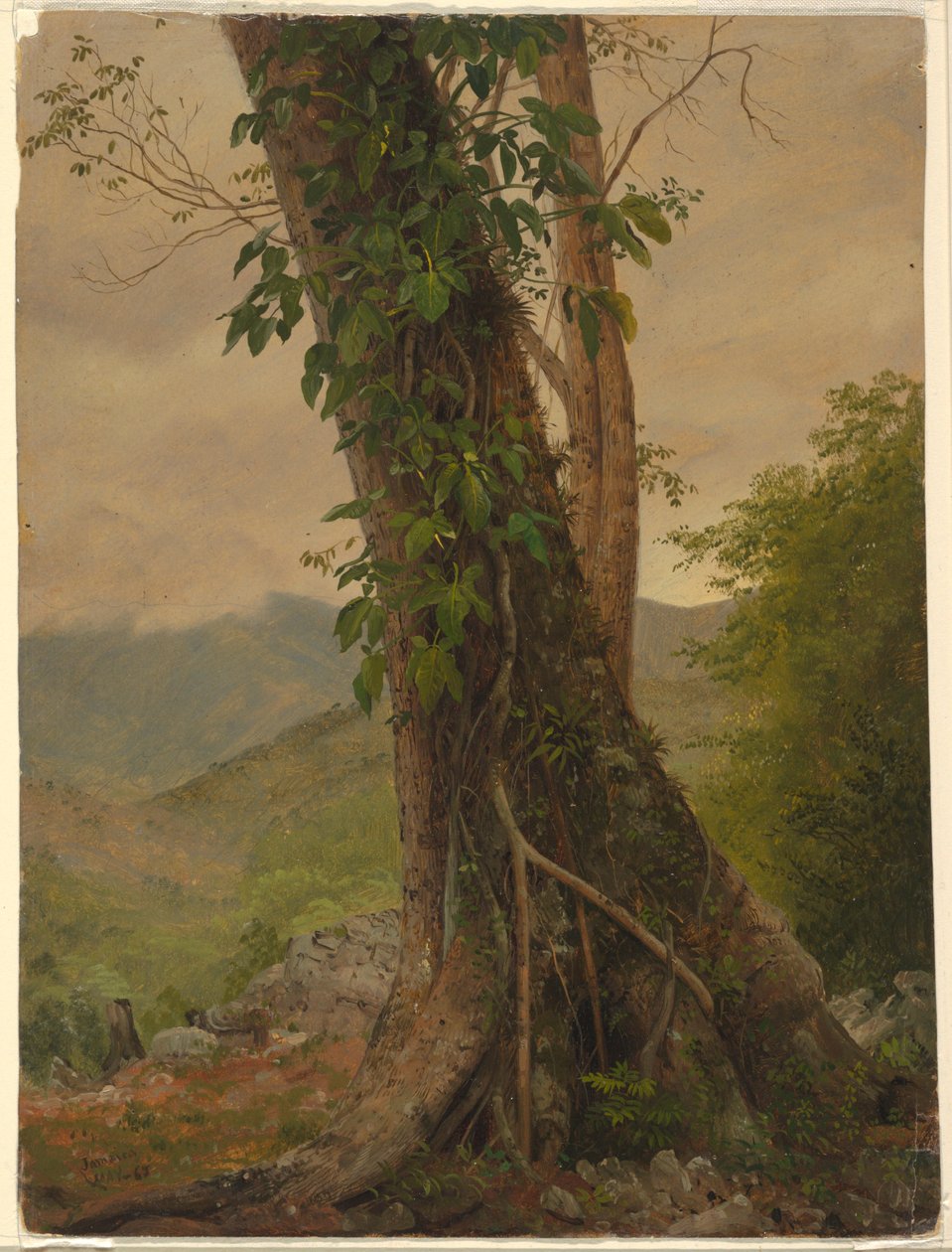 Tekening, Boom met wijnranken, Jamaica, West-Indië, mei 1865 door Frederic Edwin Church