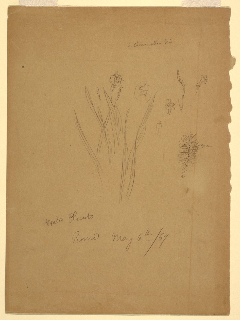 Tekening, Waterplanten, Rome Italië door Frederic Edwin Church