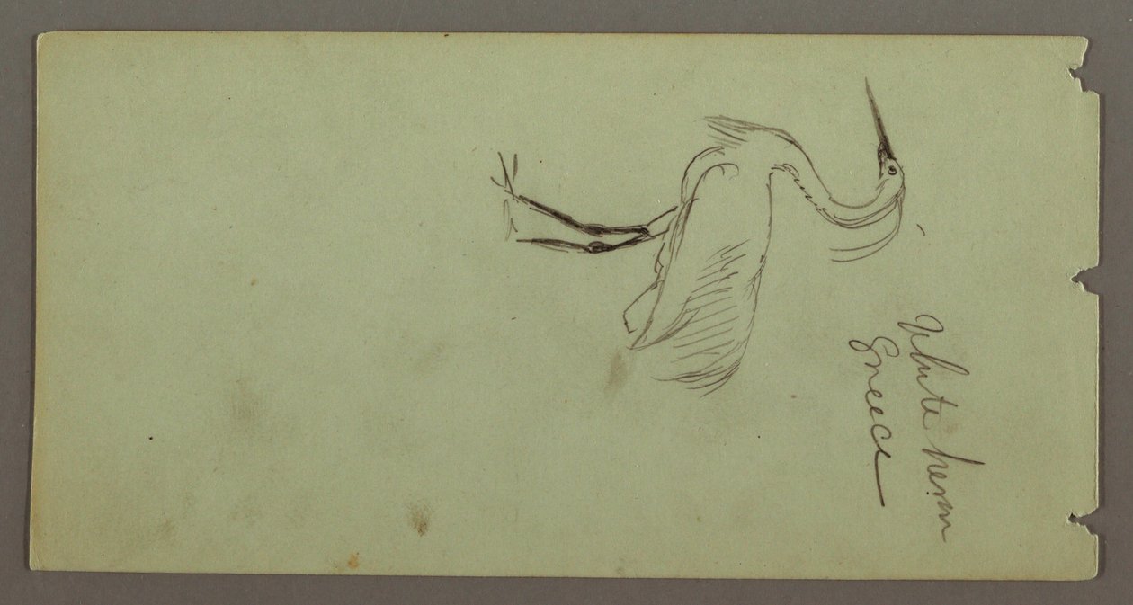 Tekening, Witte reiger, mogelijk 1869 door Frederic Edwin Church