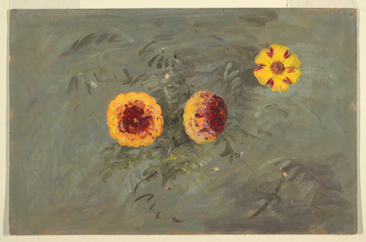Tekening, Zinnia