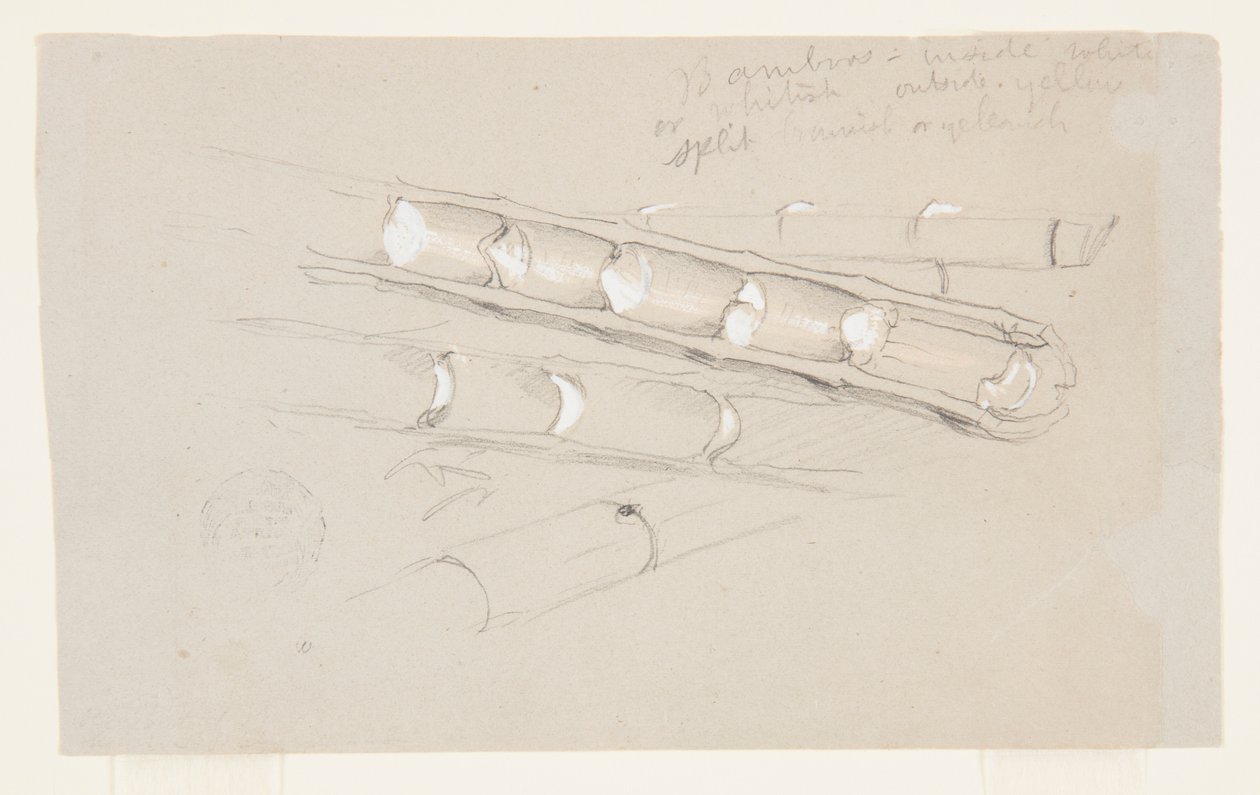 Studie van bamboe door Frederic Edwin Church