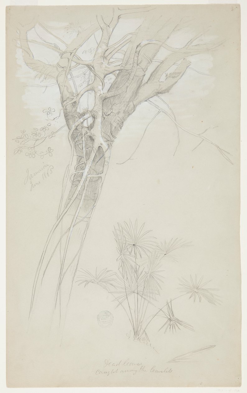Studie van Boomstam, Parasietwijnstok en Palmplant, Jamaica door Frederic Edwin Church