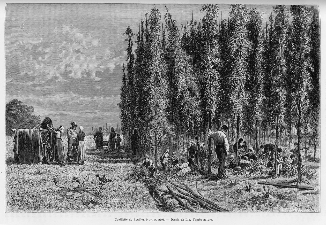 Hop plukken. Gravure door Lix, ter illustratie van het verhaal 