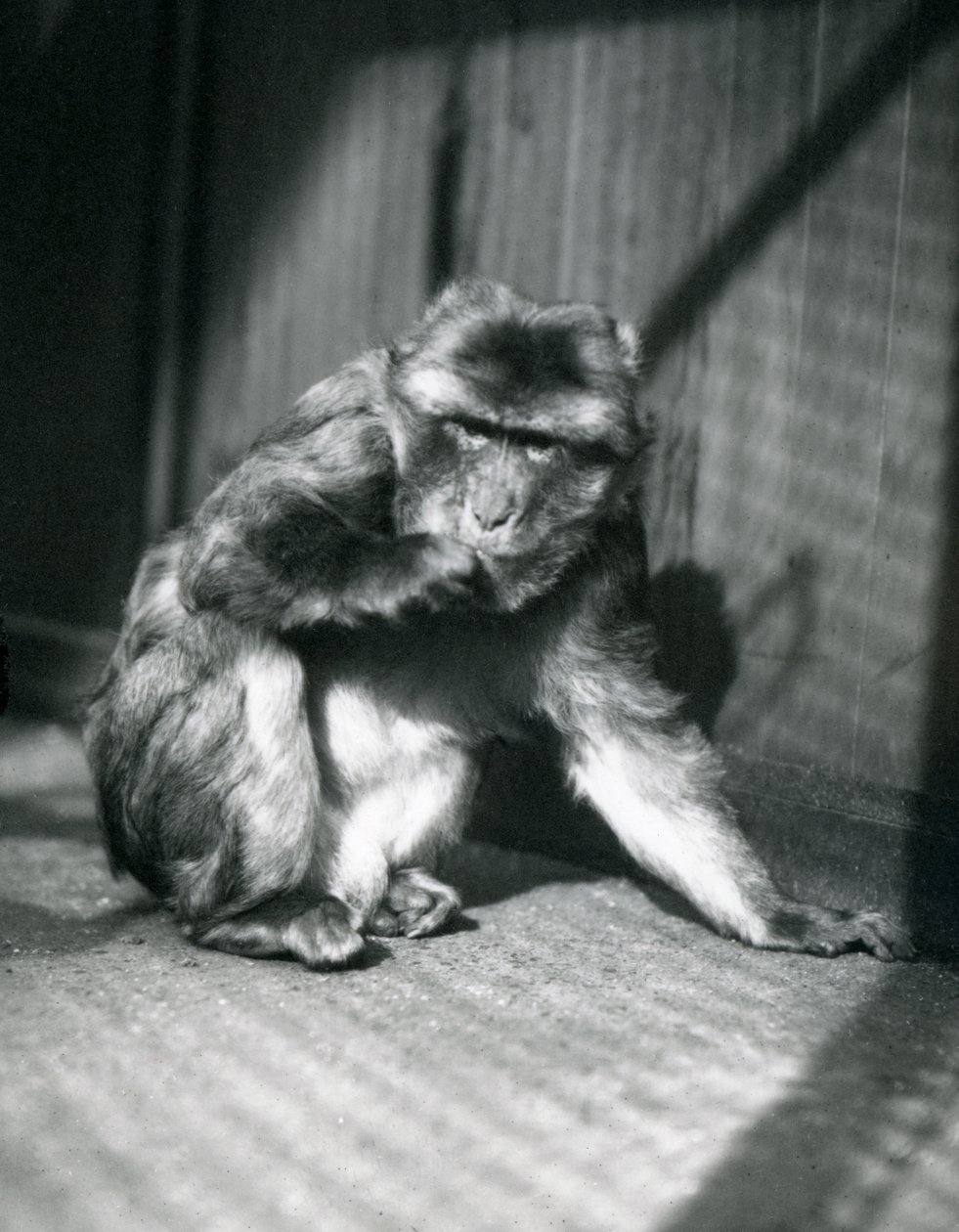 Een Berberaap in de Londense Dierentuin, maart 1914 door Frederick William Bond