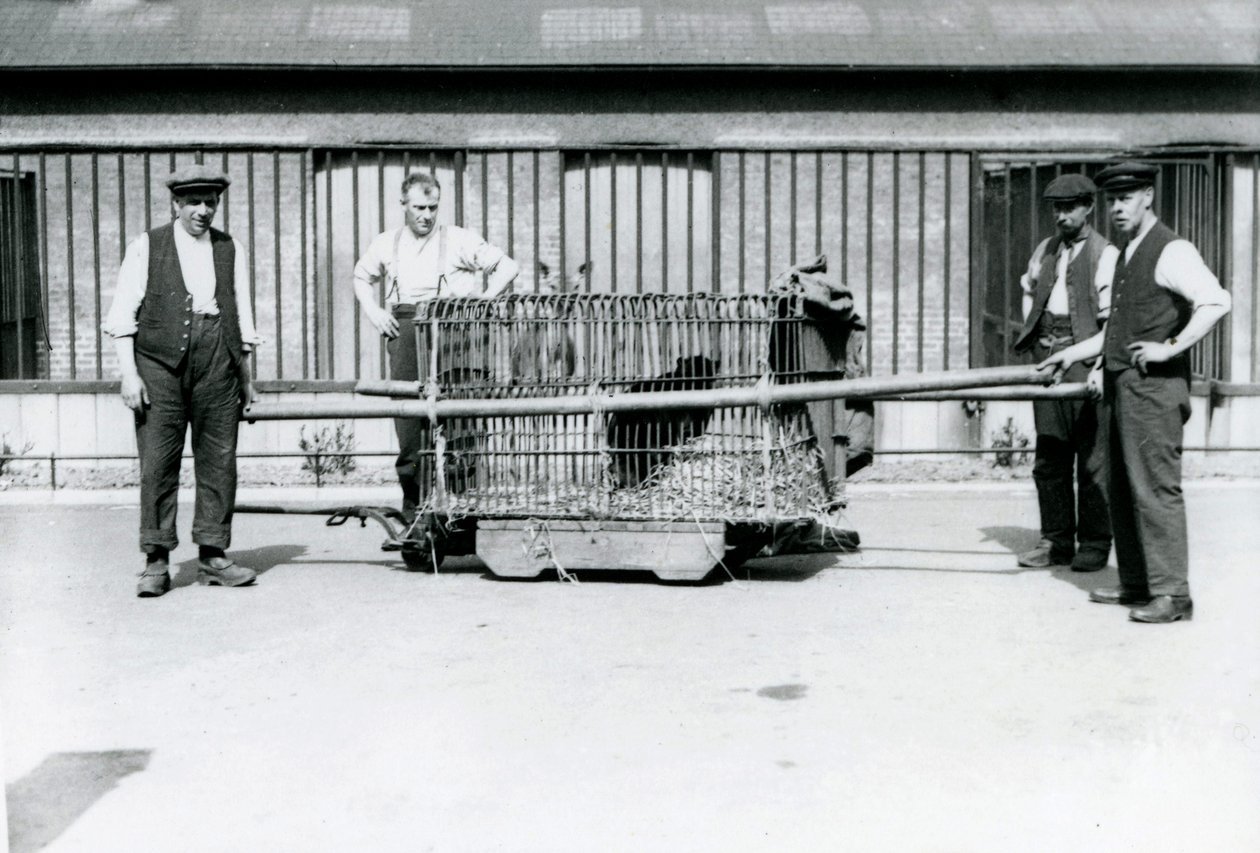 Een Zwarte Luipaard wordt vervoerd in een kooi door verzorgers in de London Zoo, juni 1922 door Frederick William Bond