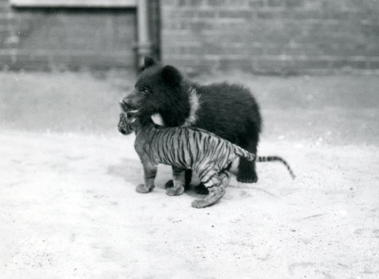 Een Bruine Berenwelp speelt met een Tijgerwelp in de Londense Zoo, april 1914 door Frederick William Bond