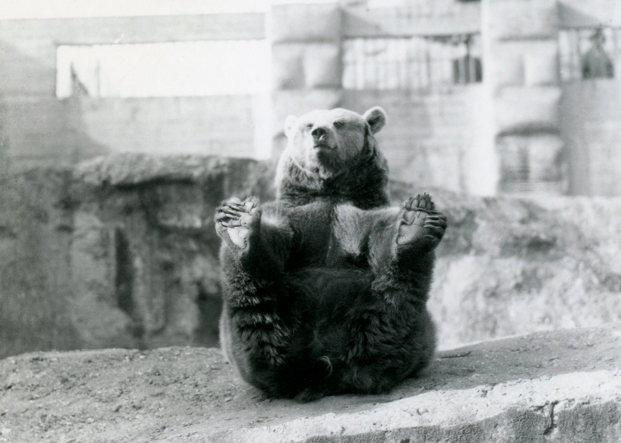 Een bruine beer die zijn achterpoten vasthoudt met zijn voorpoten, Mappin Terraces, London Zoo, augustus 1921 door Frederick William Bond