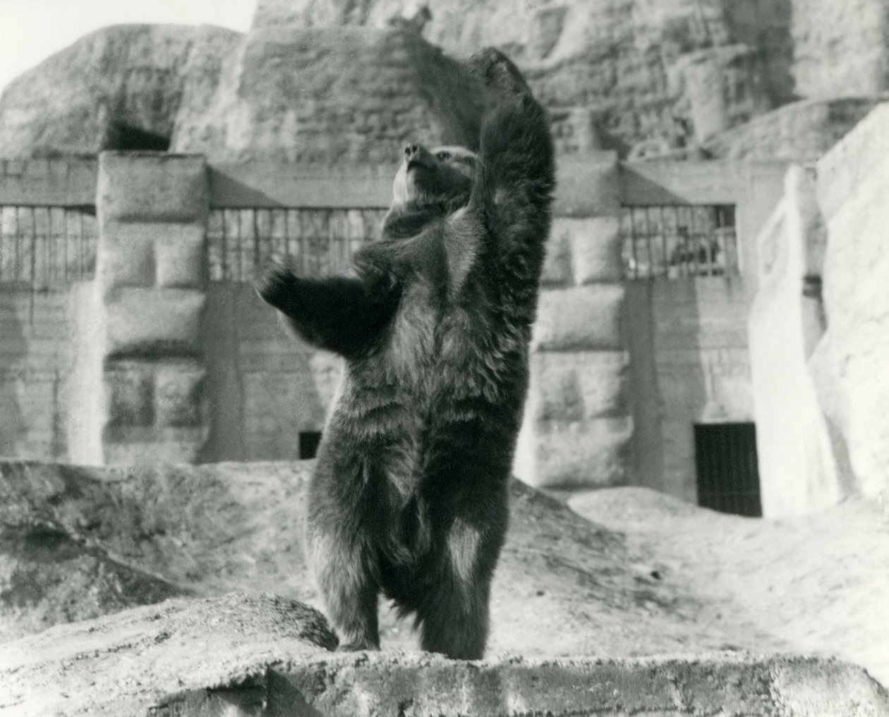 Een Bruine Beer staat rechtop op zijn achterpoten, reikend naar de hemel, Mappin Terraces, London Zoo, augustus 1921 door Frederick William Bond