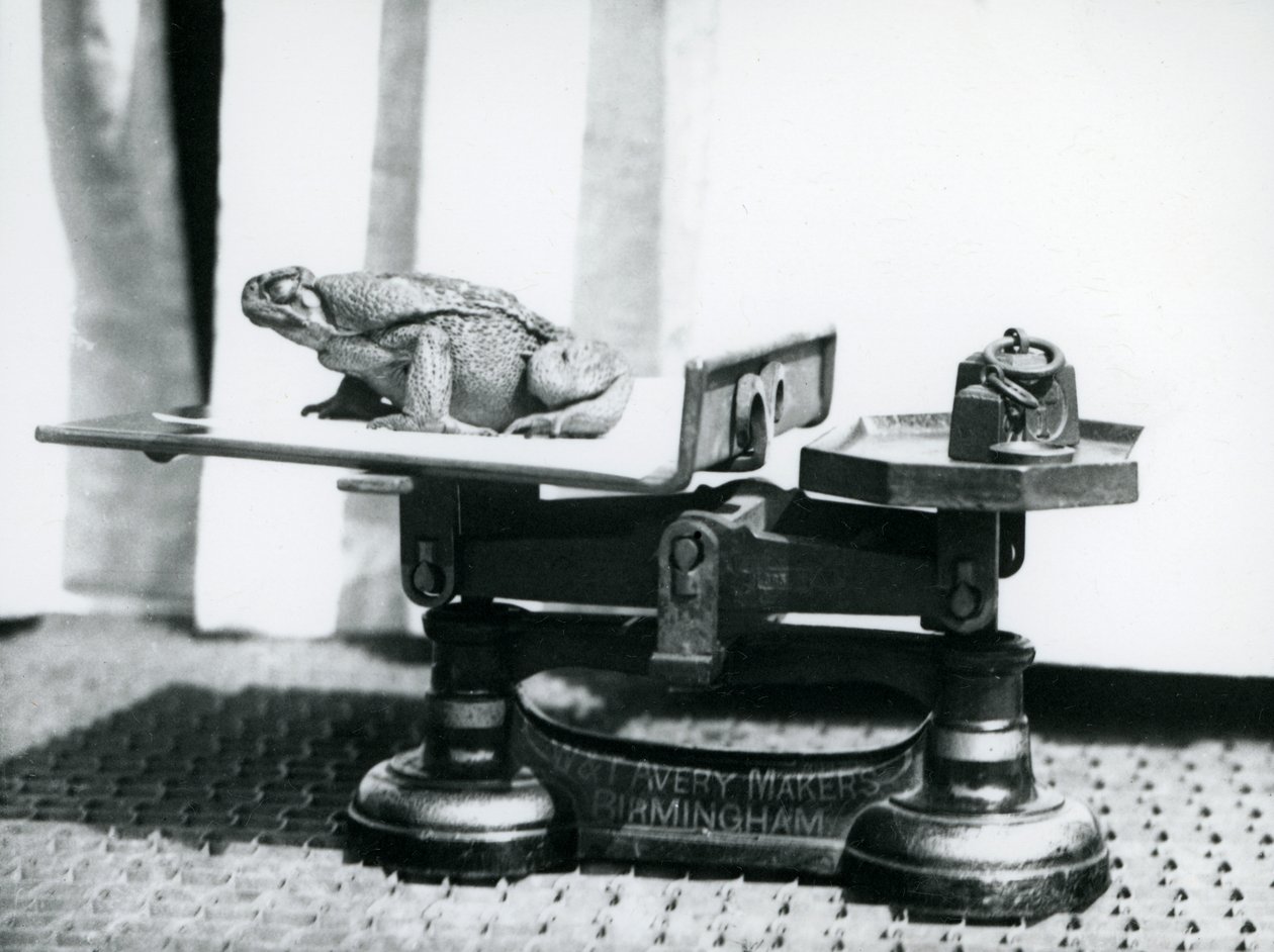 Een Rietpad zittend op een weegschaal om gewogen te worden in de London Zoo, 1923 door Frederick William Bond