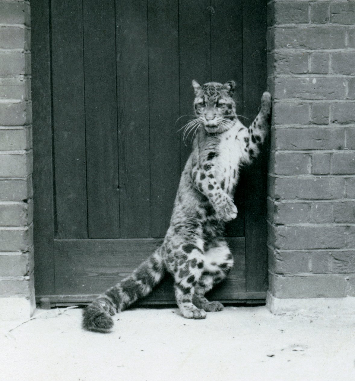 Een Nevelpanter staat op zijn achterpoten, leunend in een deuropening, London Zoo, 1922 door Frederick William Bond
