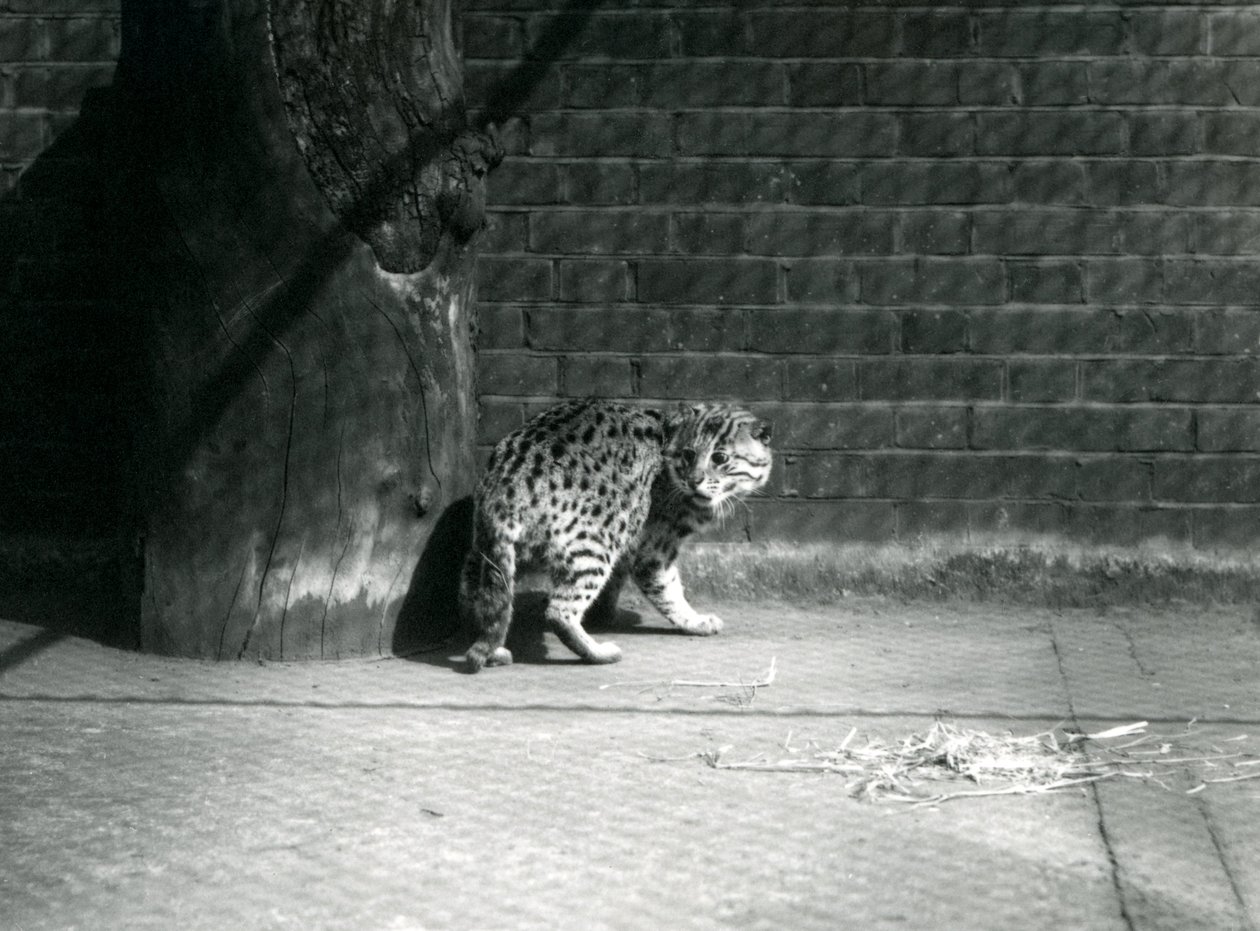 Een vissende kat in de London Zoo, juli 1921 door Frederick William Bond