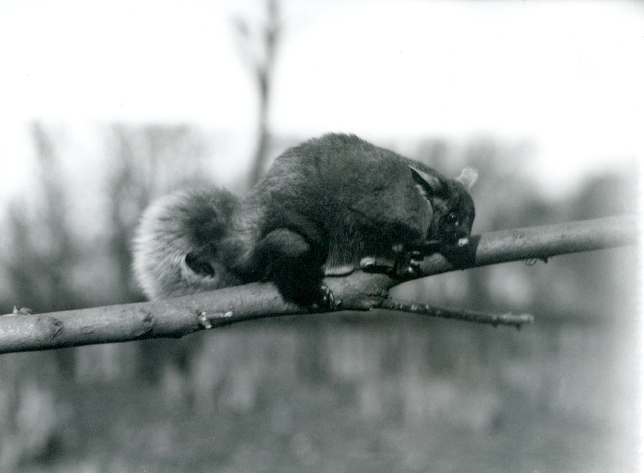 Een vliegende phalanger op een tak in de London Zoo, februari 1922 door Frederick William Bond
