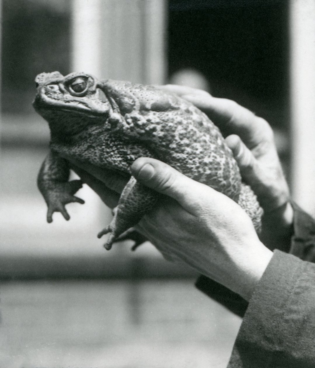 Een reuzenrietpad wordt vastgehouden in de handen van zijn verzorger, London Zoo, augustus 1923 door Frederick William Bond