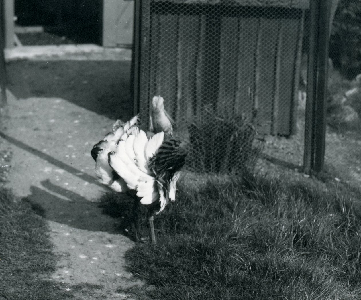 Een grote trapgans toont zijn veren in de dierentuin van Londen, mei 1914 door Frederick William Bond