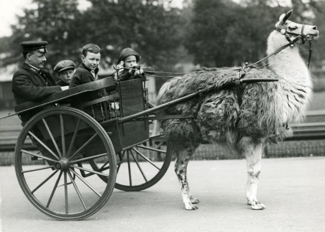 Een lama karrit met verzorger en kinderen in de London Zoo, mei 1914 door Frederick William Bond
