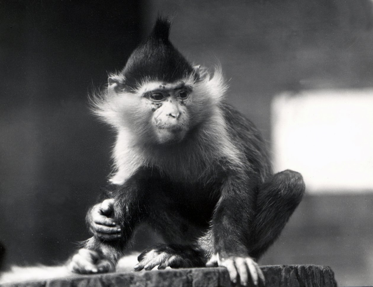 Een Mangabey-aap, Freckles, in ZSL London Zoo, vanaf juli 1925 door Frederick William Bond