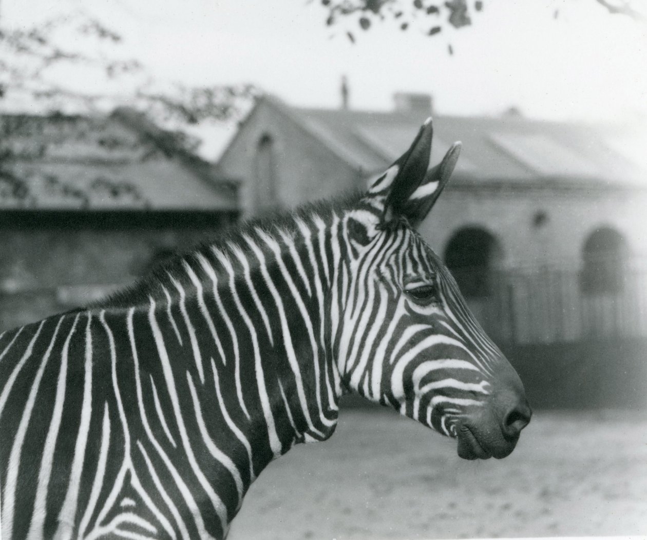Een bergzebra in de dierentuin van Londen, september 1921 door Frederick William Bond