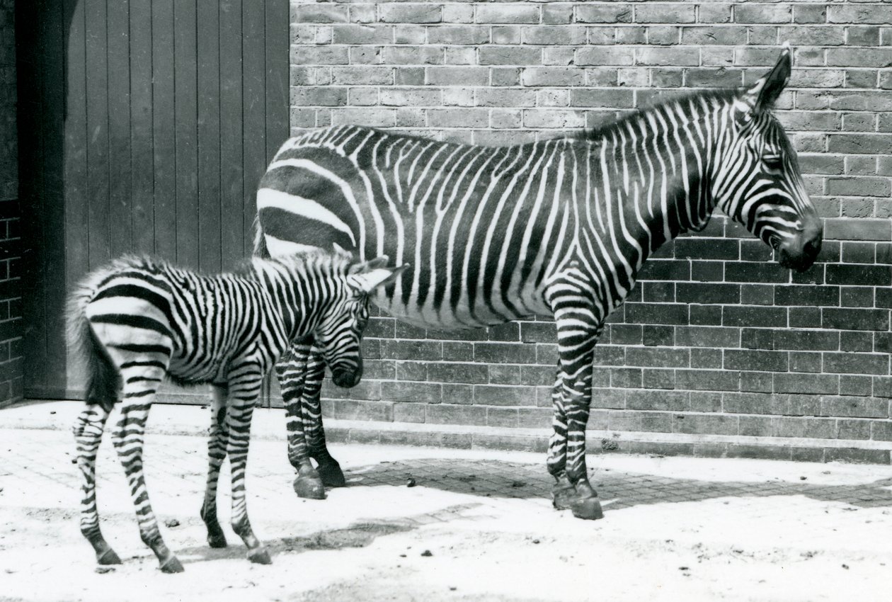 Een bergzebra met haar hybride veulen (Chapman