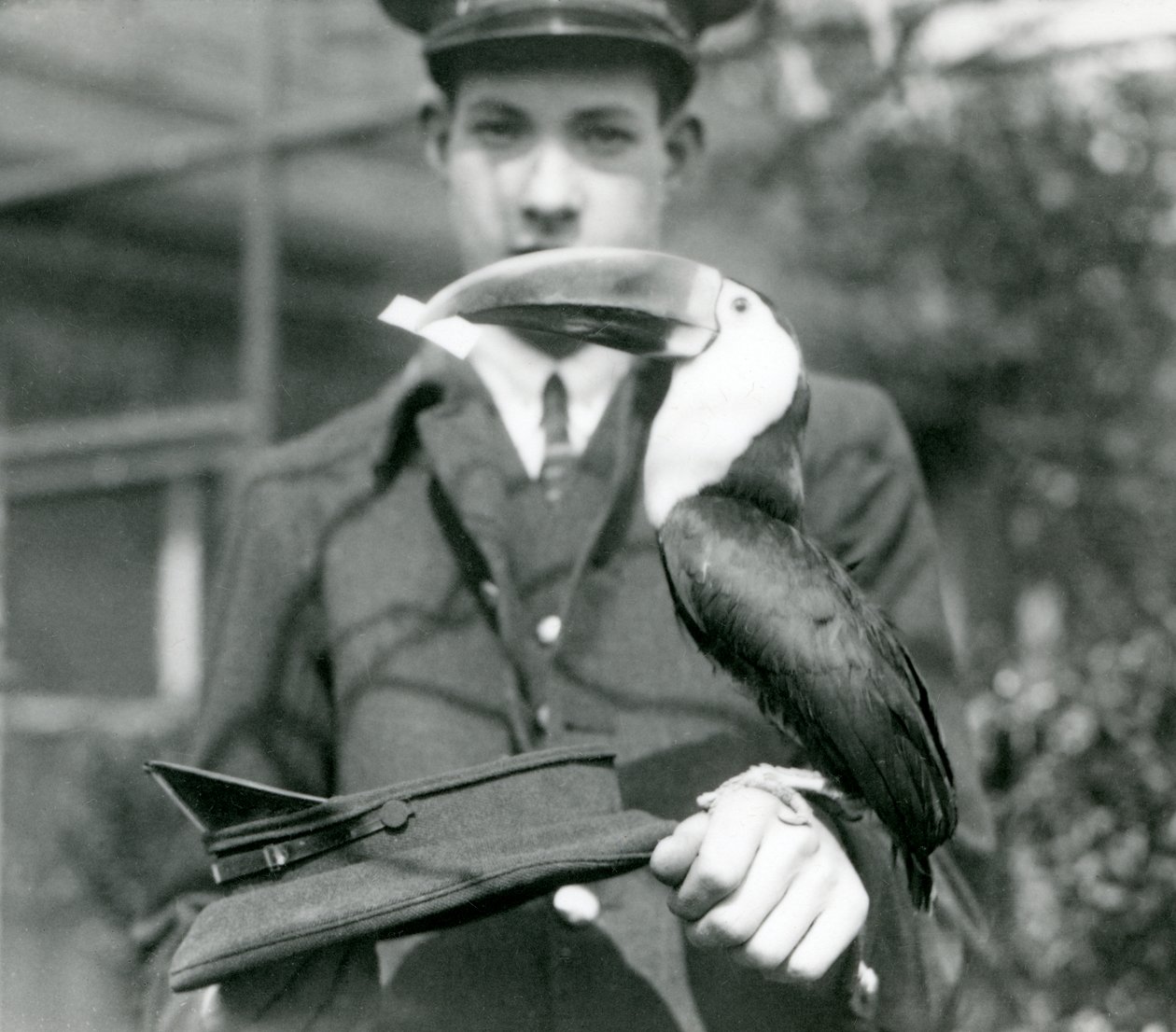 Een roodbektoekan trekt een ticket uit een hoed, vastgehouden door verzorger C. Hersey door Frederick William Bond