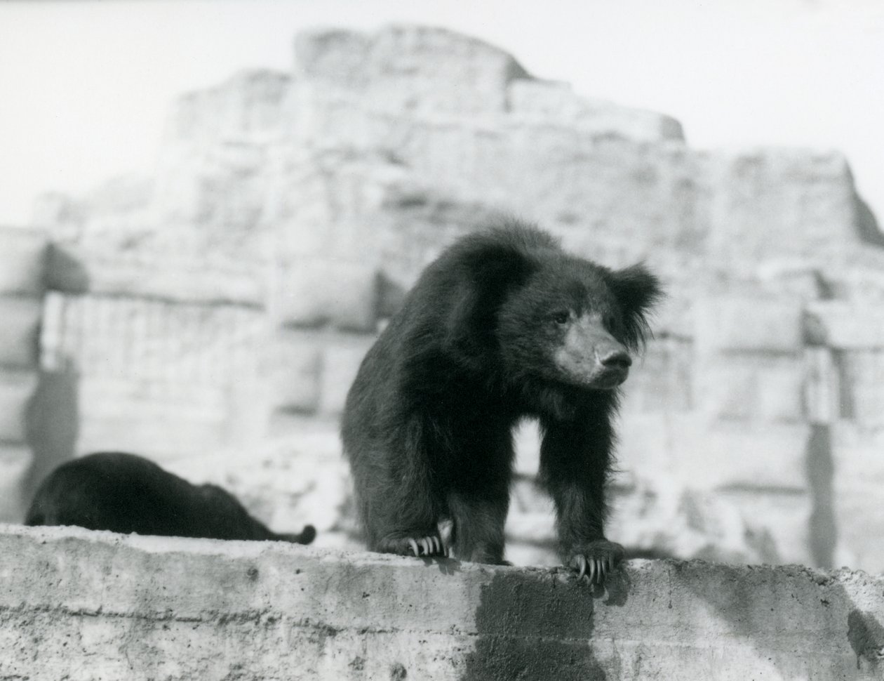 Een luiaardbeer kijkt naar beneden vanuit zijn verblijf voor de Mappin Terraces, London Zoo, september 1914 door Frederick William Bond