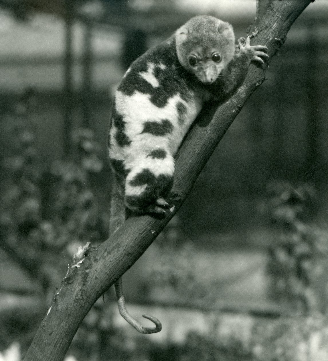Een gevlekte koeskoes die naar beneden kijkt vanaf een tak in de London Zoo, september 1914 door Frederick William Bond