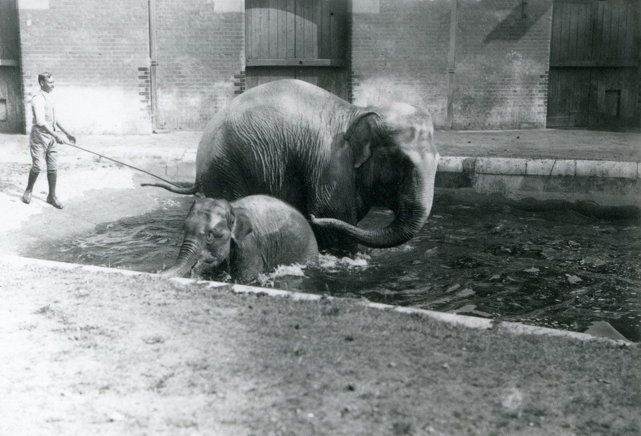 Een baby Aziatische olifant en volwassen vrouwtje, Lukhi, badend in hun zwembad, met hun trainer aan de rand van het zwembad, 1923 door Frederick William Bond