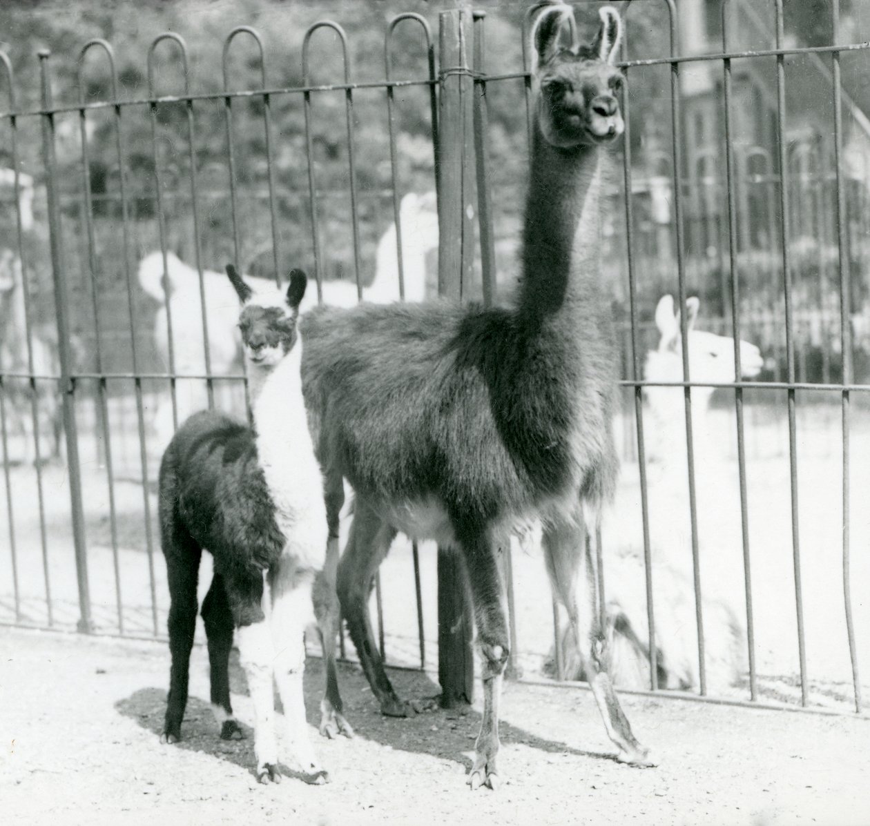 Een baby lama of cria met zijn moeder in London Zoo, augustus 1923 door Frederick William Bond