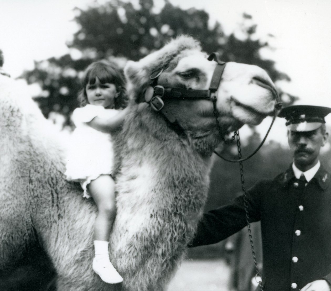 Een verzorger met een Bactrische kameel die een jong meisje een ritje op zijn nek geeft, London Zoo, september 1922 door Frederick William Bond