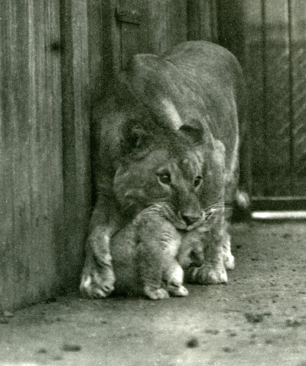 Een leeuwin op het punt haar welp op te tillen, geboren in de menagerie, bij het nekvel, London Zoo, oktober 1923 door Frederick William Bond