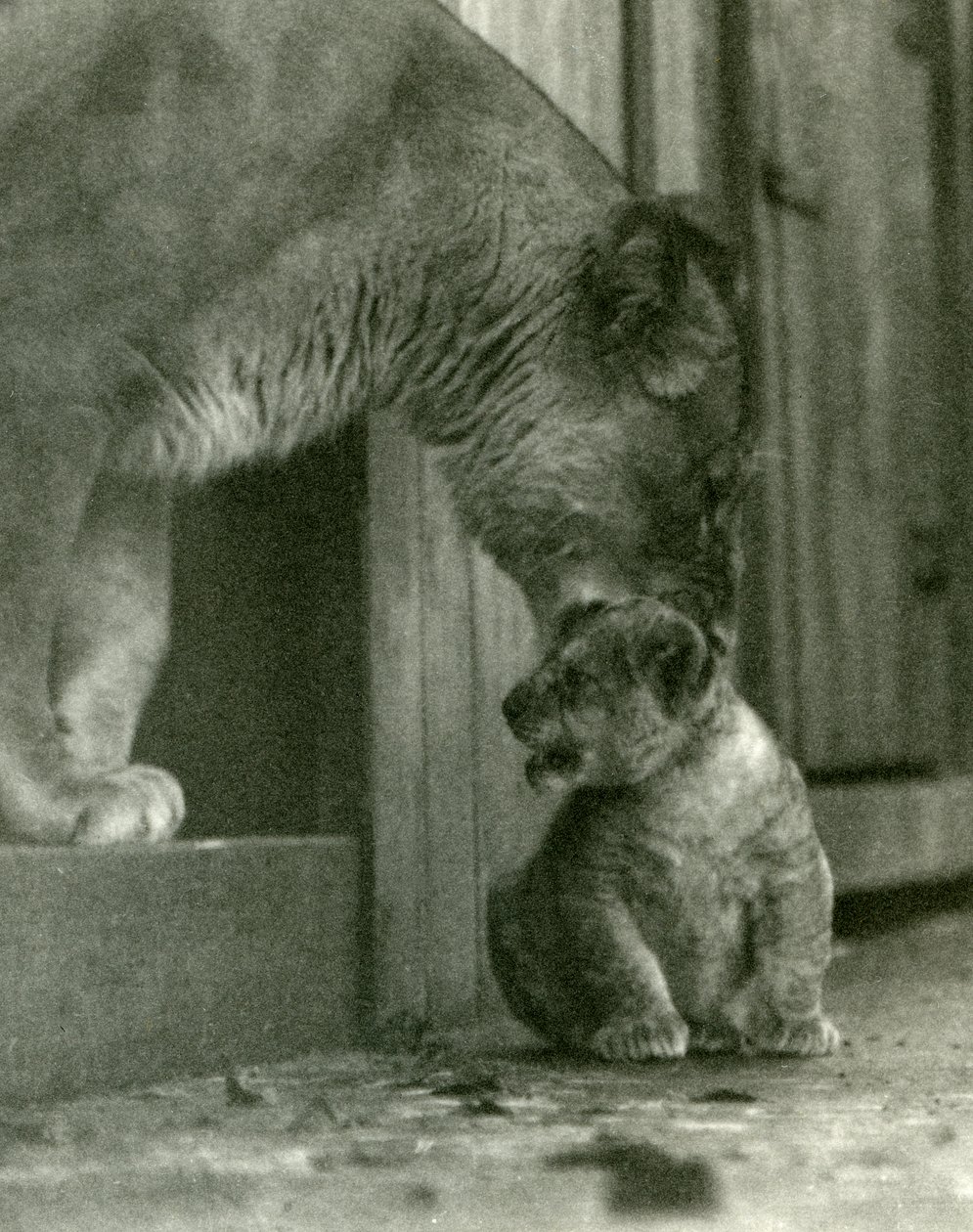 Een leeuwin op het punt haar welp op te tillen, geboren in de menagerie, bij het nekvel, London Zoo, oktober 1923 door Frederick William Bond