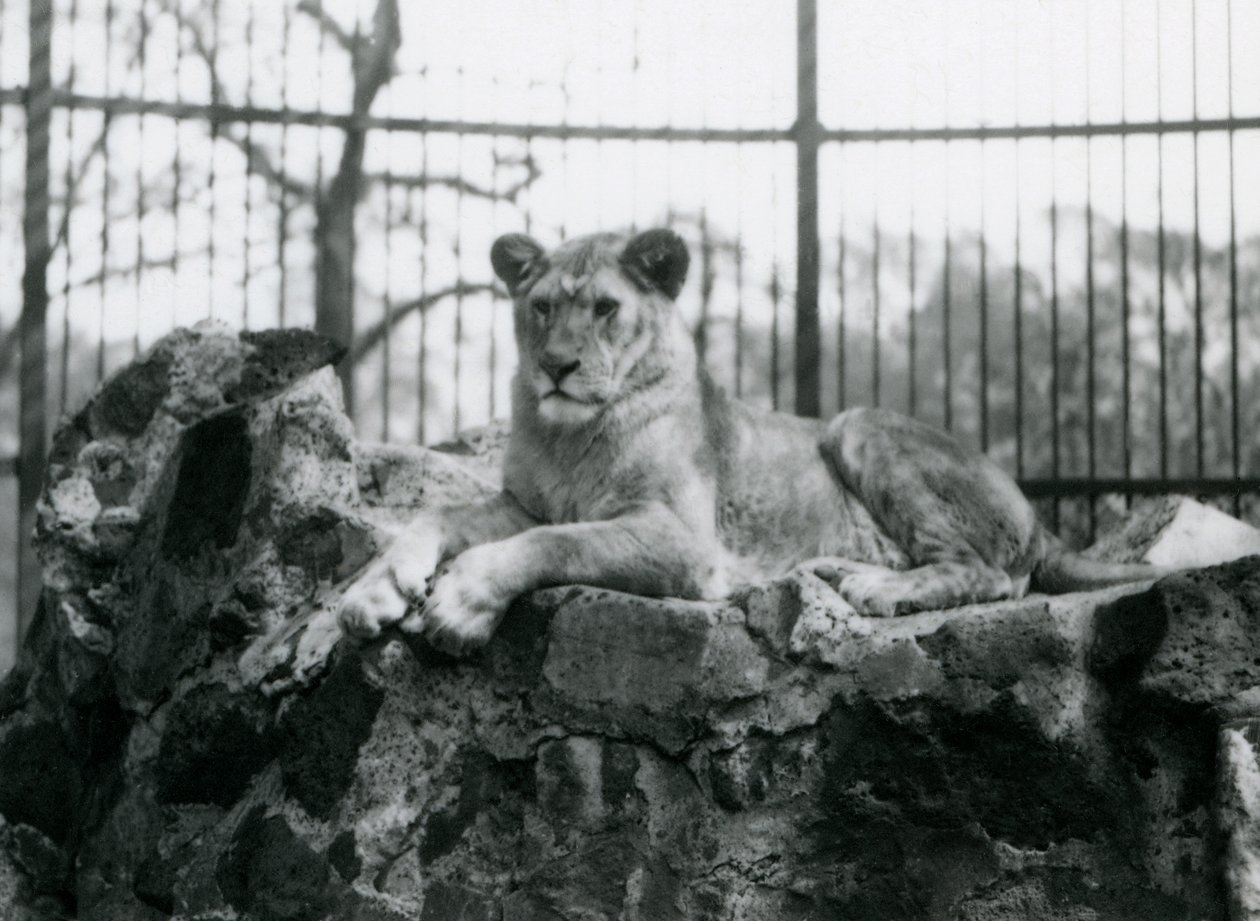Een leeuwin liggend op een muur in haar verblijf in London Zoo, 1923 door Frederick William Bond