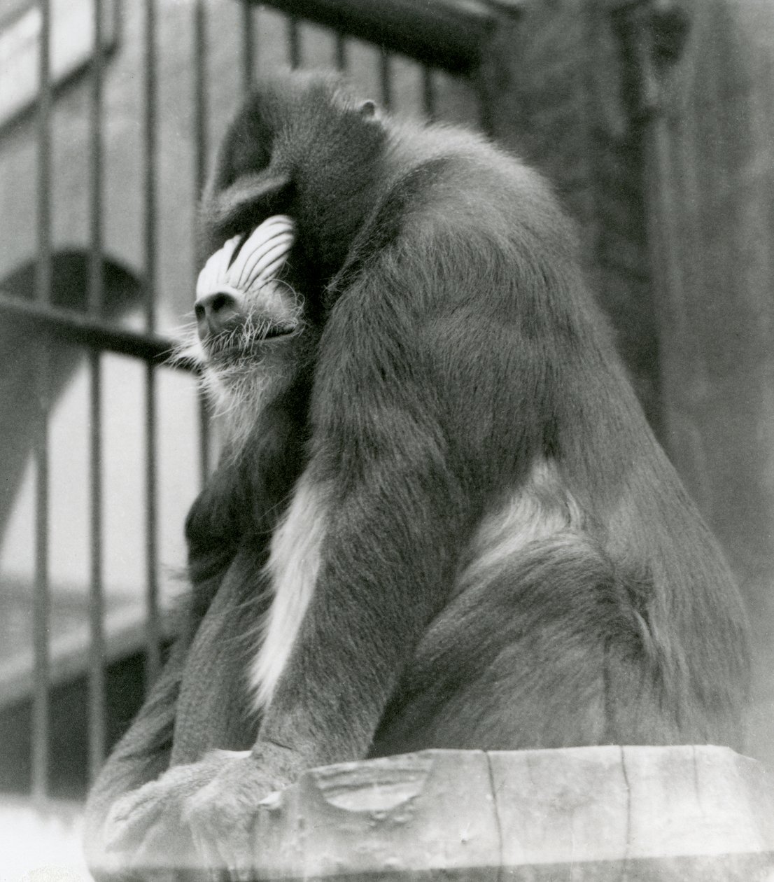 Een mannelijke mandril George zit op een boomstam in zijn verblijf, London Zoo, augustus 1923 door Frederick William Bond