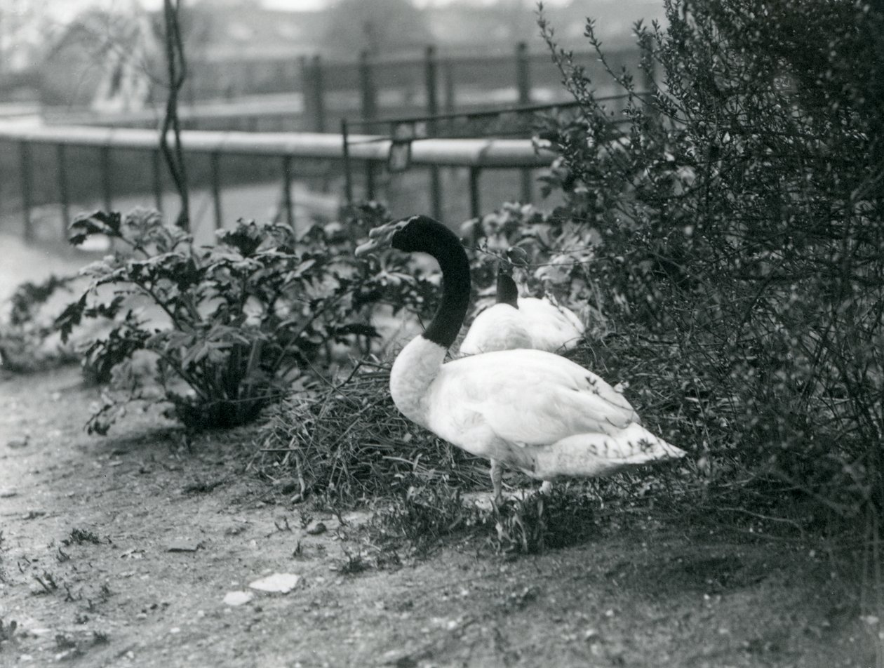 Een paar Zwanen met Zwarte Nek nestelen in de London Zoo, april 1923 door Frederick William Bond