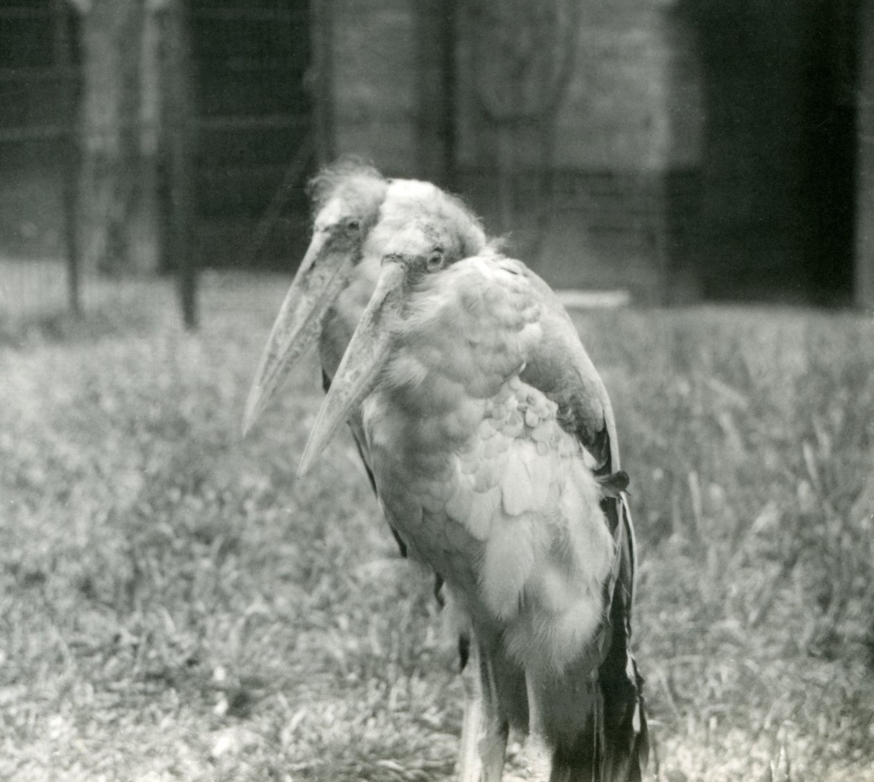 Een paar Grote Indiase Maraboes in de London Zoo, september 1923 door Frederick William Bond