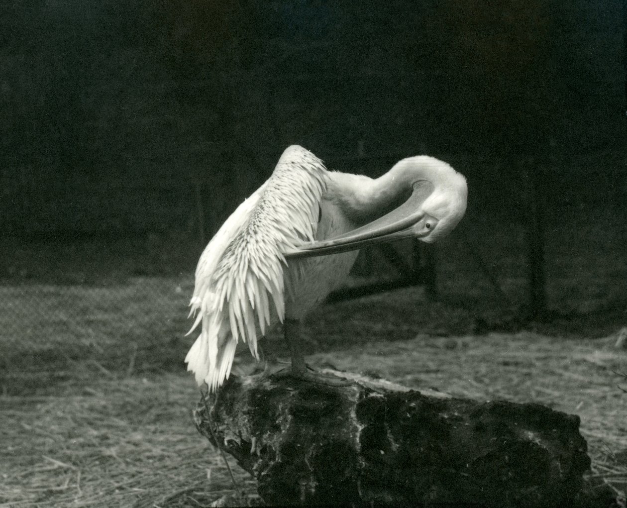 Een pelikaan die zijn vleugel poetst in de London Zoo, juni 1922 door Frederick William Bond